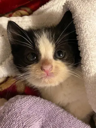 Domino