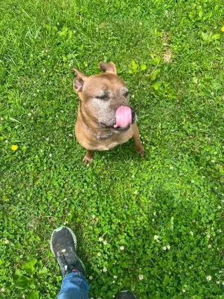 Cookie Boo