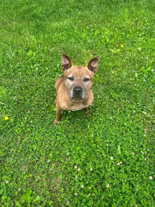 Cookie Boo