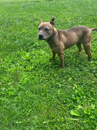 Cookie Boo