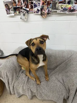 Loki