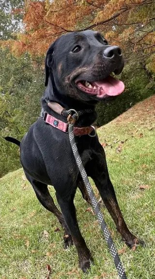 Miranda