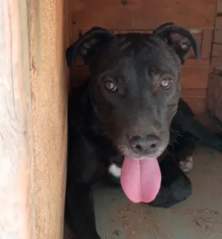 Baby Girl--BFF is Jingles