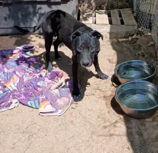 Baby Girl--BFF is Jingles