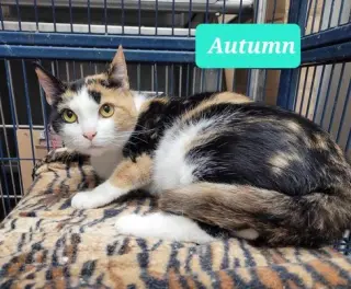 Autumn-Sponsored