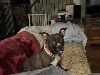 Josie