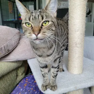 Elvira