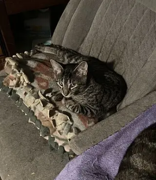 Griffin bonded (see description)