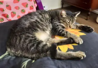 PEPPERCORN