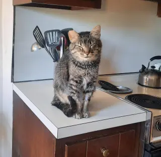 PEPPERCORN