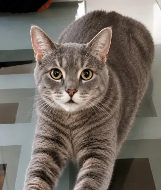 Raya