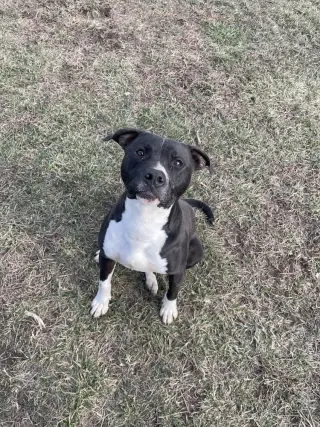 Cheerio