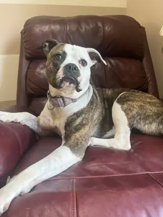 Dalilah