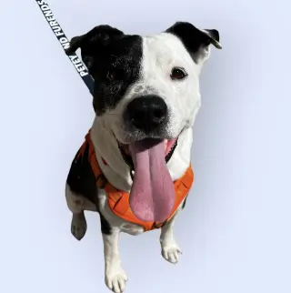 PETEY