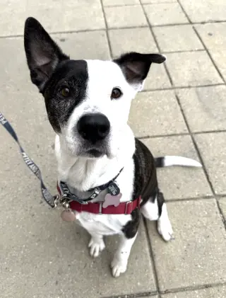 PETEY
