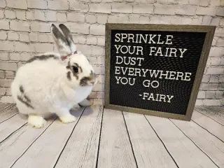Fairy
