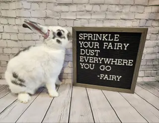 Fairy