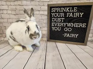 Fairy