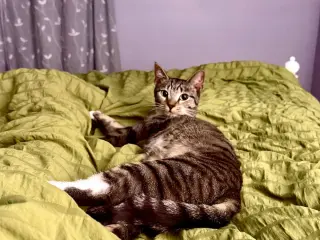 *Samara
