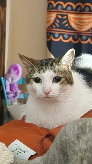 Mittens