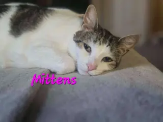 Mittens