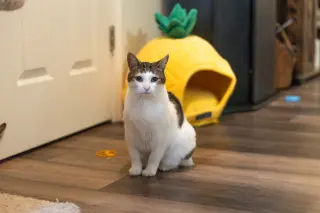 Mittens
