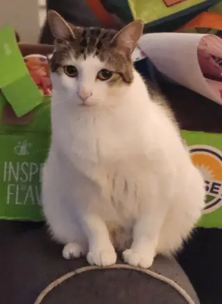 Mittens