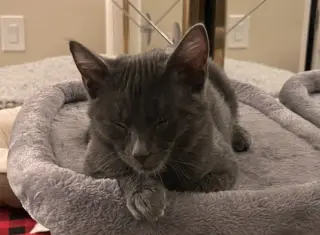 Coal