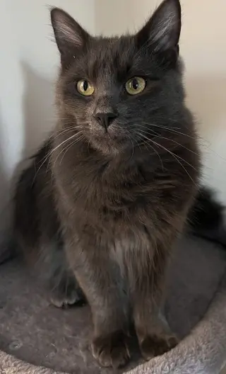 Ash