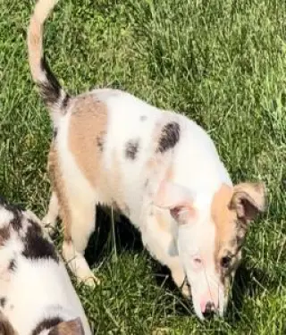 Rufus