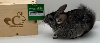 Lexie