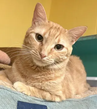 Biscotti