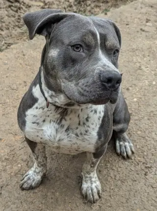 Shelly