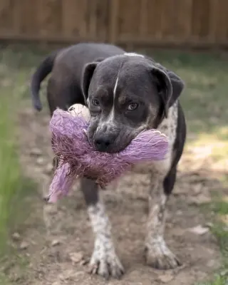 Shelly