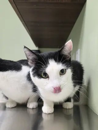 Ron
