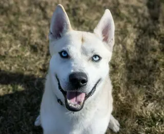Bram (sponsored fee)