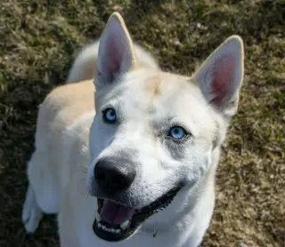 Bram (sponsored fee)