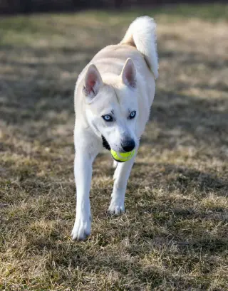 Bram (sponsored fee)