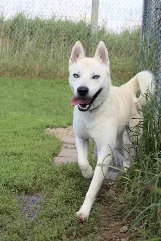 Bram (sponsored fee)