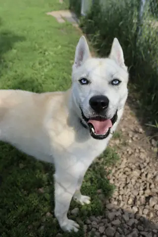 Bram (sponsored fee)