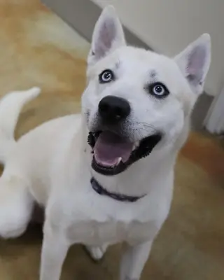 Bram (sponsored fee)