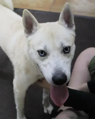 Bram (sponsored fee)