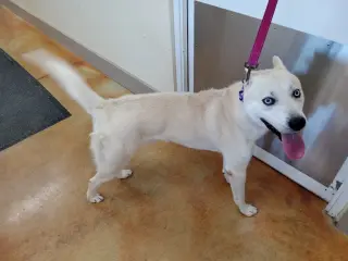 Bram (sponsored fee)