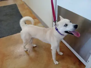 Bram (sponsored fee)