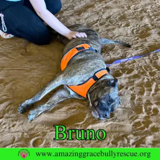 Bruno