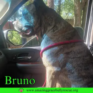 Bruno