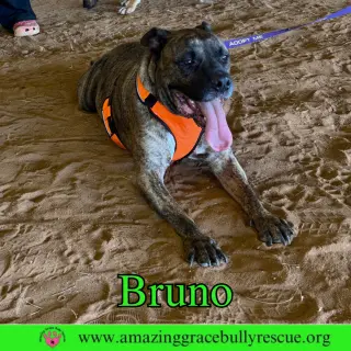 Bruno