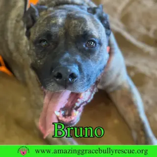 Bruno