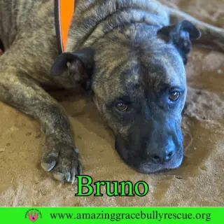 Bruno