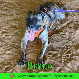 Bruno